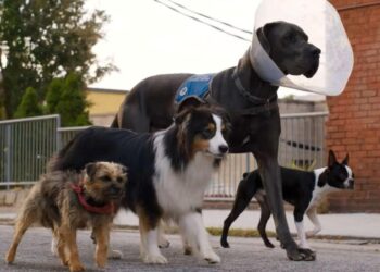 Doggy Style: nuovo trailer italiano della commedia “canina” con Will Ferrell