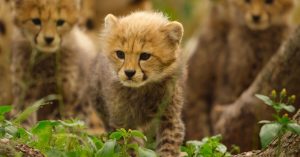 Born to be Wild: la data d'uscita della serie naturalista di Apple TV