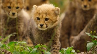 Born to be Wild: la data d'uscita della serie naturalista di Apple TV