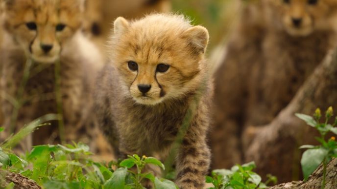 Born to be Wild: la data d'uscita della serie naturalista di Apple TV